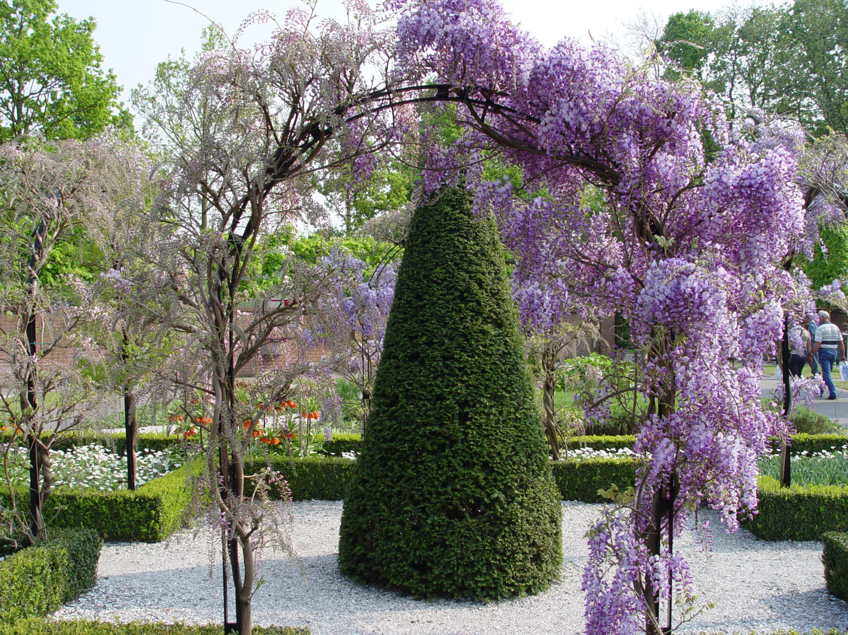 Wisteria